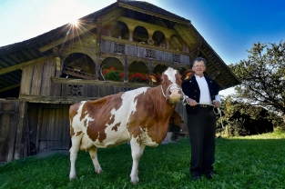 Alexander Oppliger (hier mit seiner 14jährigen Tippi, Swissfleckvieh) von Wasen ist Viehzüchter, so wie sein Vater und wohl auch sein Opa Viehzüchter war. Er ist Präsident des Viehzuchtvereins Sumiswald, der heuer das 125-jährige Bestehen feiert. © Thomas Peter